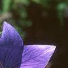 Platycodon grandiflorus, flowers