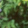 Platycodon grandiflorus, flowers