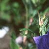 Platycodon grandiflorus, flowers