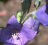 Platycodon grandiflorus, flowers