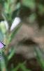 Platycodon grandiflorus, flowers
