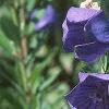 Platycodon grandiflorus, flowers