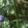 Platycodon grandiflorus, flowers