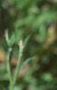 Platycodon grandiflorus, flowers