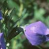 Platycodon grandiflorus, flowers