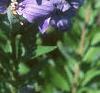 Platycodon grandiflorus, flowers