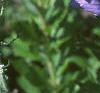Platycodon grandiflorus, flowers