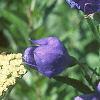 Platycodon grandiflorus, flowers