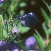 Platycodon grandiflorus, flowers