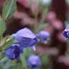 Platycodon grandiflorus, flowers