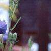 Platycodon grandiflorus, flowers