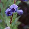 Platycodon grandiflorus, flowers