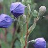 Platycodon grandiflorus, flowers