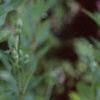 Platycodon grandiflorus, flowers