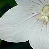 Platycodon grandiflorus 'Fairy Snow', flowers
