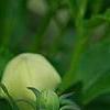 Platycodon grandiflorus 'Fairy Snow', flowers