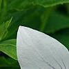 Platycodon grandiflorus 'Fairy Snow', flowers