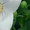 Platycodon grandiflorus 'Fairy Snow', flowers