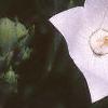 Platycodon grandiflorus 'Fuji White', flowers