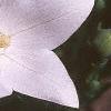 Platycodon grandiflorus 'Fuji White', flowers