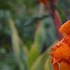Canna 'Bengal Tiger', habit