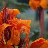 Canna 'Bengal Tiger', habit