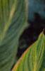 Canna 'Bengal Tiger', habit