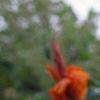 Canna 'Bengal Tiger', habit
