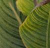 Canna 'Bengal Tiger', habit
