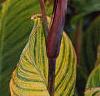 Canna 'Bengal Tiger', habit
