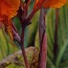 Canna 'Bengal Tiger', habit
