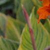 Canna 'Bengal Tiger', habit