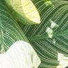 Canna 'Bengal Tiger', leaves