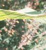 Canna 'Bengal Tiger', leaves