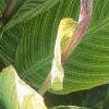 Canna 'Bengal Tiger', leaves