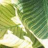 Canna 'Bengal Tiger', leaves