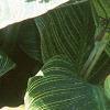 Canna 'Bengal Tiger', leaves