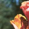 Canna 'Bengal Tiger', flowers