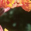 Canna 'Bengal Tiger', flowers
