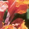Canna 'Bengal Tiger', flowers
