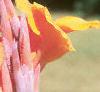 Canna 'Bengal Tiger', flowers