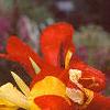 Canna 'Cleopatra', flowers