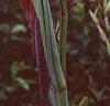 Canna 'Cleopatra', flowers