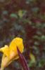 Canna 'Cleopatra', flowers