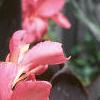 Canna 'Pink Futurity', habit