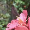 Canna 'Pink Futurity', habit