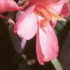 Canna 'Pink Futurity', flowers