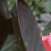 Canna 'Pink Futurity', flowers