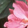 Canna 'Pink Futurity', flowers