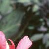 Canna 'Pink Futurity', flowers
